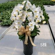5株白色高盆蝴蝶蘭