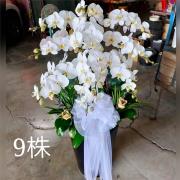 9株高盆蘭花(白)
