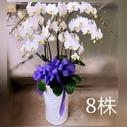 8株高盆蘭花(白)