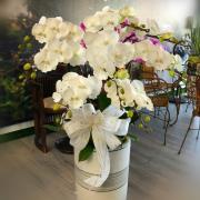 8株白天鵝蘭花