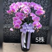 5株落地型粉色蘭花