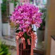 16株粉色蝴蝶蘭組合盆栽