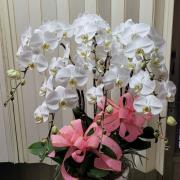 六株白色蘭花盆