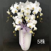 五株白色蘭花盆