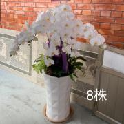 八株白色蘭花盆