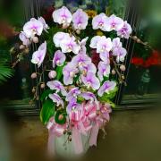 八株粉色蘭花組合盆