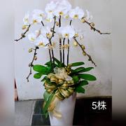 五株白色蘭花組合盆