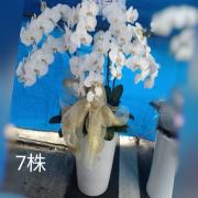 七株蘭花盆栽(白)