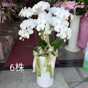 六株蘭花盆栽(白)