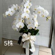 五株（白）蘭花盆栽