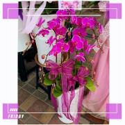五株粉色高盆蘭花