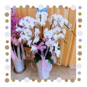 七株白色高盆蘭花