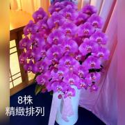 八株粉色精緻排列蘭花盆
