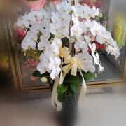 十株白色蘭花盆