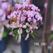 七株粉色蘭花盆
