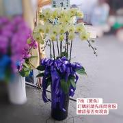 七株黃色蘭花盆
