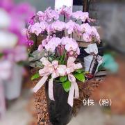 九株粉色蘭花盆