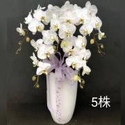 5株蘭花盆景(白)