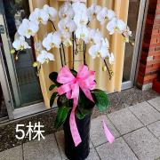 5株蘭花盆景(白)