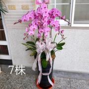 7株粉色蘭花盆景