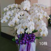 10株蘭花盆景(白)(限八德安樂園)