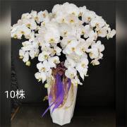 10株蘭花(白)