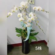 5株蘭花(白)