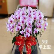 8株桌上型蘭花(粉色)