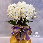 5株桌上型蘭花(白色)