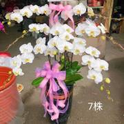 7株白色蘭花