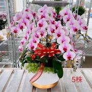 5株蘭花(粉或紅色)-桌上型