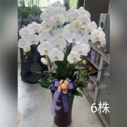 6株落地蘭花(白色)