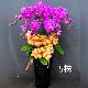 5株蘭花盆景-金山、三芝、石門(紅或粉)
