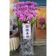 200cm租用霸王蘭花（粉）(限殯儀館內告別式)