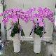6株粉色蘭花*一對*（喪）