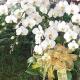 15株白色蘭花