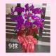 九株粉色蘭花組合盆