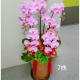 7株蘭花盆景(粉)
