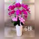 高雅六株蘭花盆(粉)