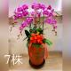 高雅七株蘭花盆(粉)
