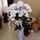 6株蘭花(白)
