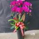 6株雙色蘭花(粉)
