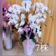 7株高盆蘭花(白)