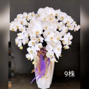 9株蘭花盆景-台北,新北(白)