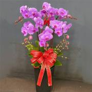 6株高盆蘭花盆景-台北,新北(粉)