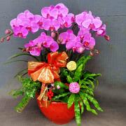 5株桌上型蘭花盆景-台北,新北(紅或粉)