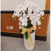 5株蘭花盆景-台北,新北(白)