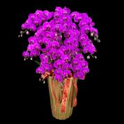 10株蘭花盆景-台北,新北(粉)