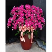 19株高盆紅色蘭花(台南)