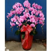 12株高盆粉色蘭花(嘉義)